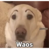 Waos - Perro con cejas🐶 14