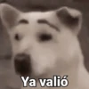 Waos - Perro con cejas🐶 15