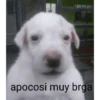Waos - Perro con cejas🐶 16