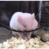 Hamster Gemoy 29