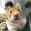 Hamster Gemoy 30