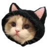 Cats in hats 6