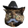Cats in hats 11