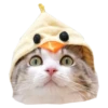Cats in hats 13