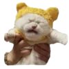 Cats in hats 15