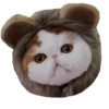 Cats in hats 16