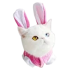 Cats in hats 17