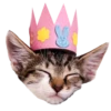 Cats in hats 19