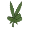 Ganja friend 15