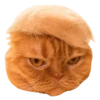 Cats in hats 22