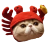 Cats in hats 23