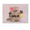 Happy cats 9