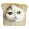 Cats in hats 25