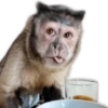 Monitos para reaccionar 🐵🐒🙈 10