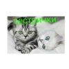 Happy cats 11
