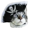 Cats in hats 26