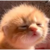 Gatau ini apah 19