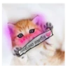 Happy cats 14