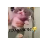 Happy cats 15