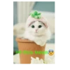 Happy cats 16