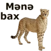 bax euew