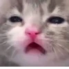 Kittykittykitty :: 5
