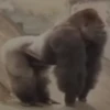 MONKEY 🛐🐵 5
