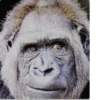 MONKEY 🛐🐵 7