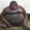 MONKEY 🛐🐵 8