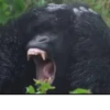 MONKEY 🛐🐵 9