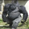 MONKEY 🛐🐵 10