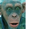 MONKEY 🛐🐵 11