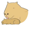 Hey Capybara! 14