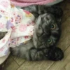 Goma 14