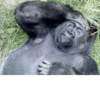 MONKEY 🛐🐵 21