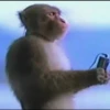 MONKEY 🛐🐵 22