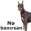 Nǝ baxırsan?