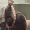 MONKEY 🛐🐵 24
