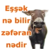 Eşşək nə bilir zəfəran nədir