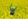 Kermit la rana 30