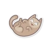 Gray Kitten 6