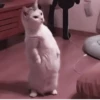 Kittycat :: 5
