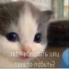 кіт hehe by @txxxic :: 4