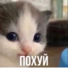 кіт hehe by @txxxic :: 6