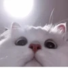 Kittycat :: 6