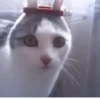 Kittycat :: 7