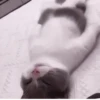 Kittycat :: 8