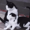 Kittycat :: 9
