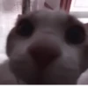 Kittycat :: 10