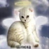 JUHBYLGMLD_by_stikers_du_ark_bot 16